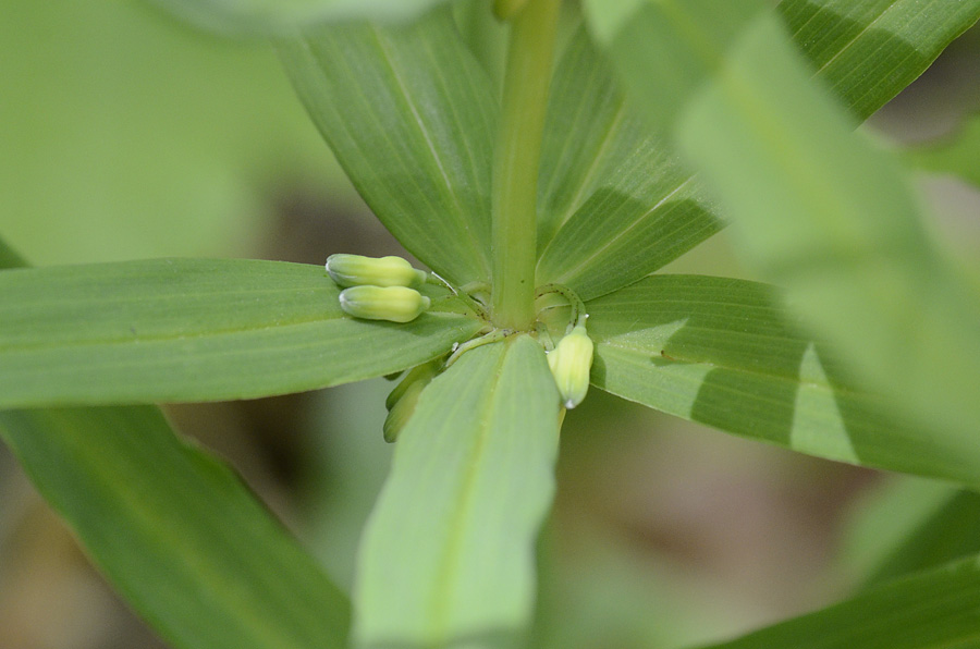 Polygonatum verticillatum (L.) All.